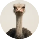 Avestruz, grupo 1