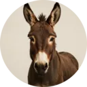 Burro, grupo 3