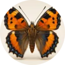 Borboleta, grupo 4