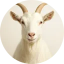 Cabra, grupo 6