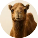 Camelo, grupo 8