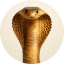 Cobra, grupo 9