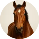 Cavalo, grupo 11