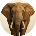 Elefante, grupo 12