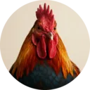 Galo, grupo 13