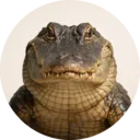 Jacaré, grupo 15