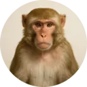 Macaco, grupo 17
