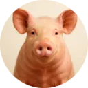 Porco, grupo 18