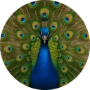 Pavão, grupo 19
