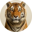Tigre, grupo 22