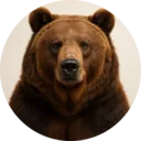 Urso, grupo 23