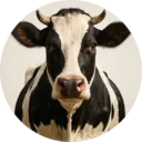 Vaca, grupo 25